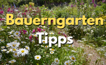 Bauerngarten Tipps