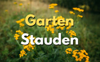 Garten Stauden