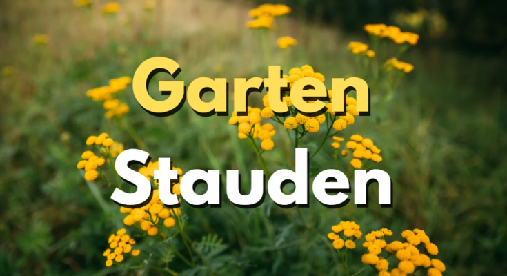 Garten Stauden