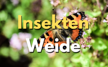 Insektenweide