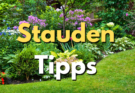 Stauden-Pakete-Tipps