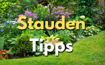 Stauden-Pakete-Tipps